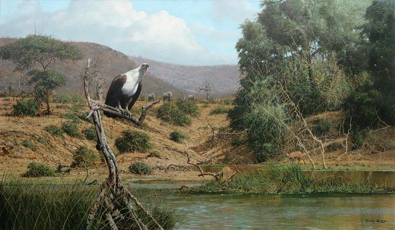 Unknown Fish Eagle by Craig Bone